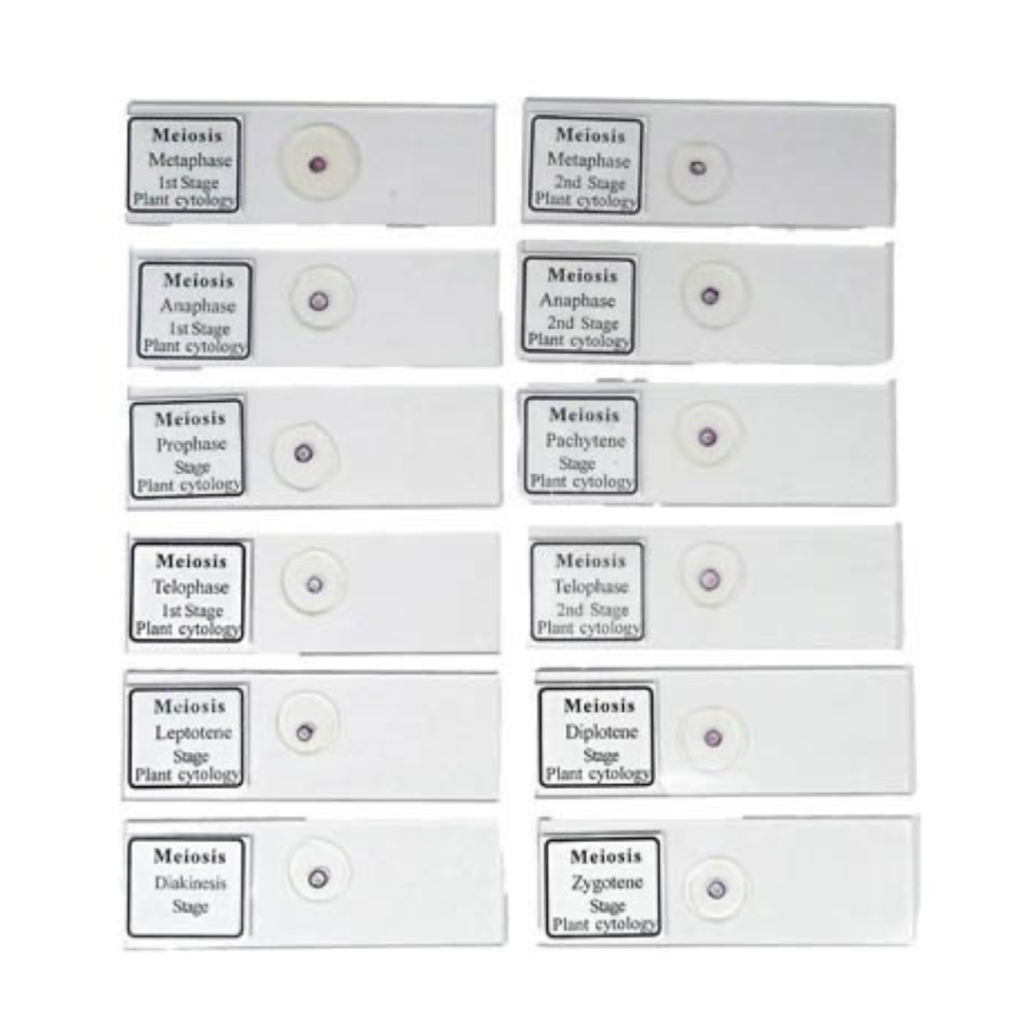 Slide Meiosis, Set of 12 slides