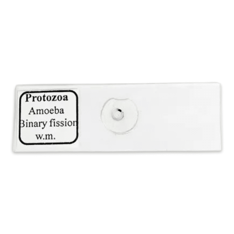 Amoeba Binary Fission Slide