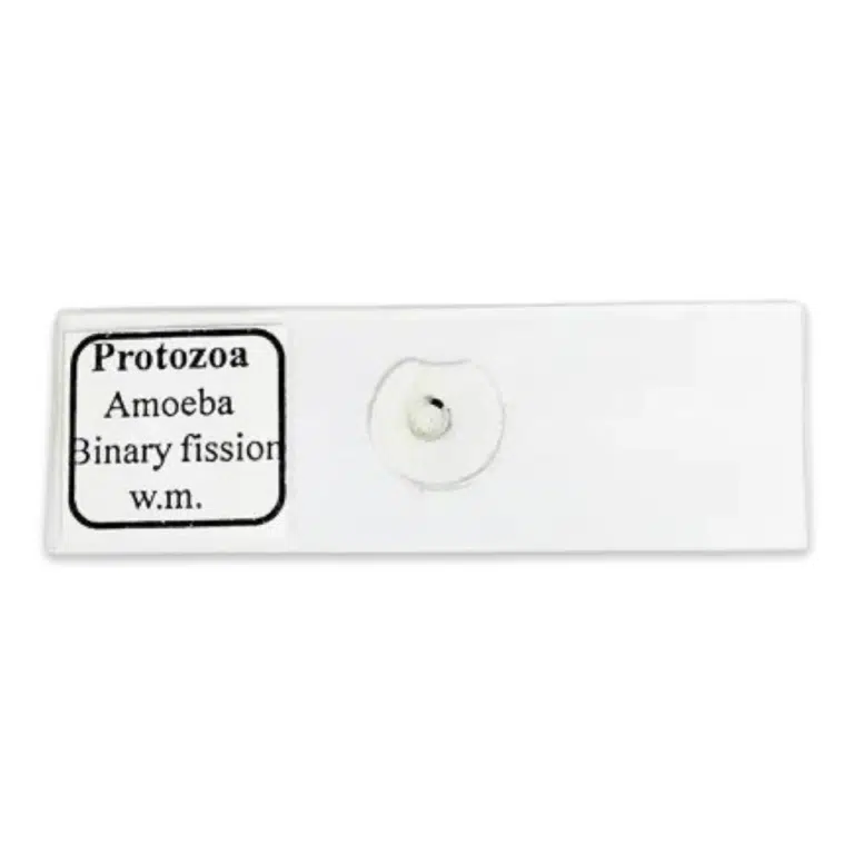 Amoeba Binary Fission Slide