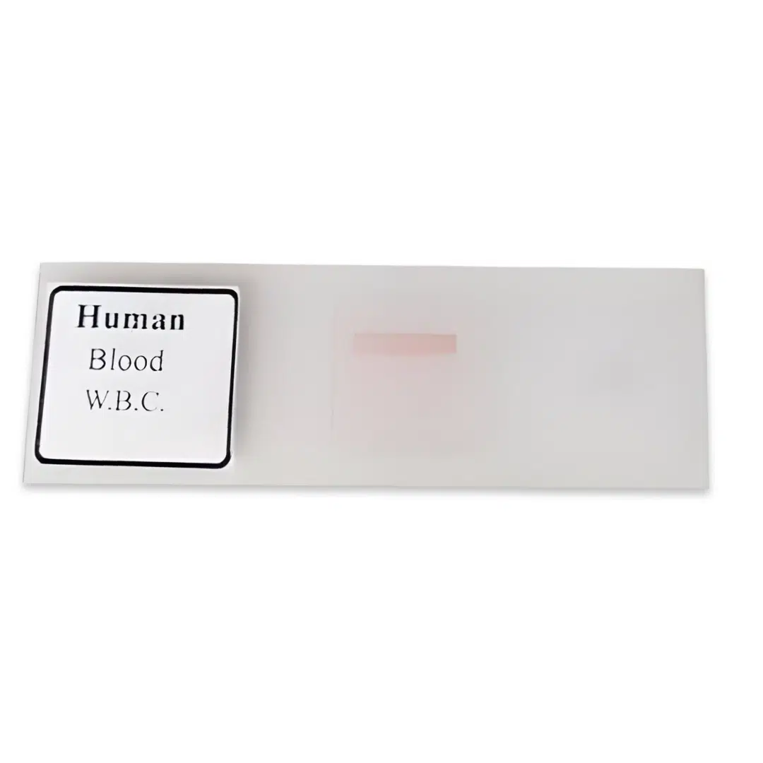 Human Blood W.B.C Slide