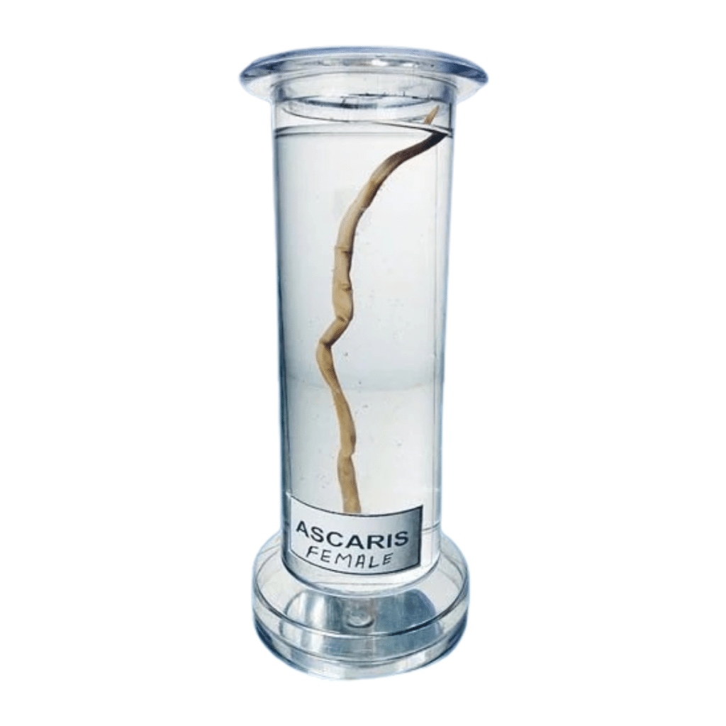 Zoology Specimen (Special) | Biology Specimens in Plastic Jar