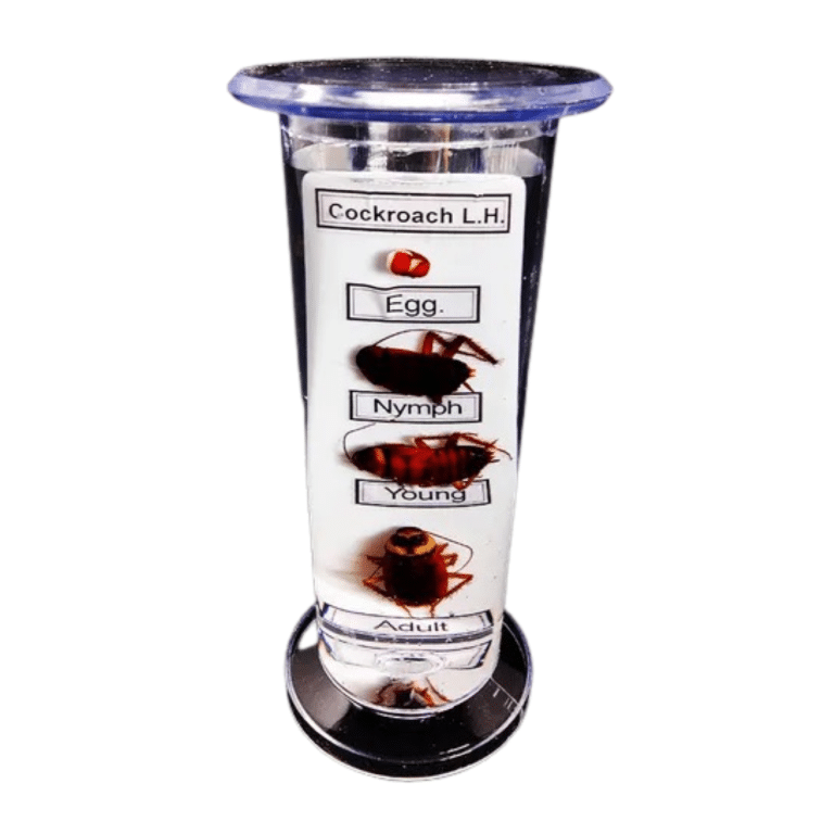 LIFE HISTORY OF SPECIMEN IN PLASTIC JAR