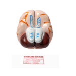 Human Brain Model manufacturer