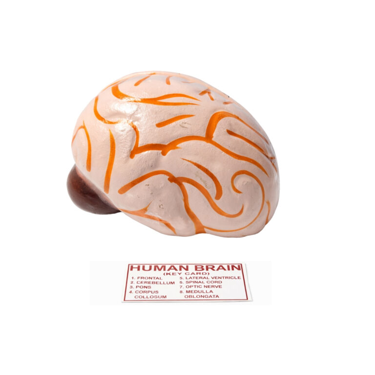 Human Brain Model manufacturer