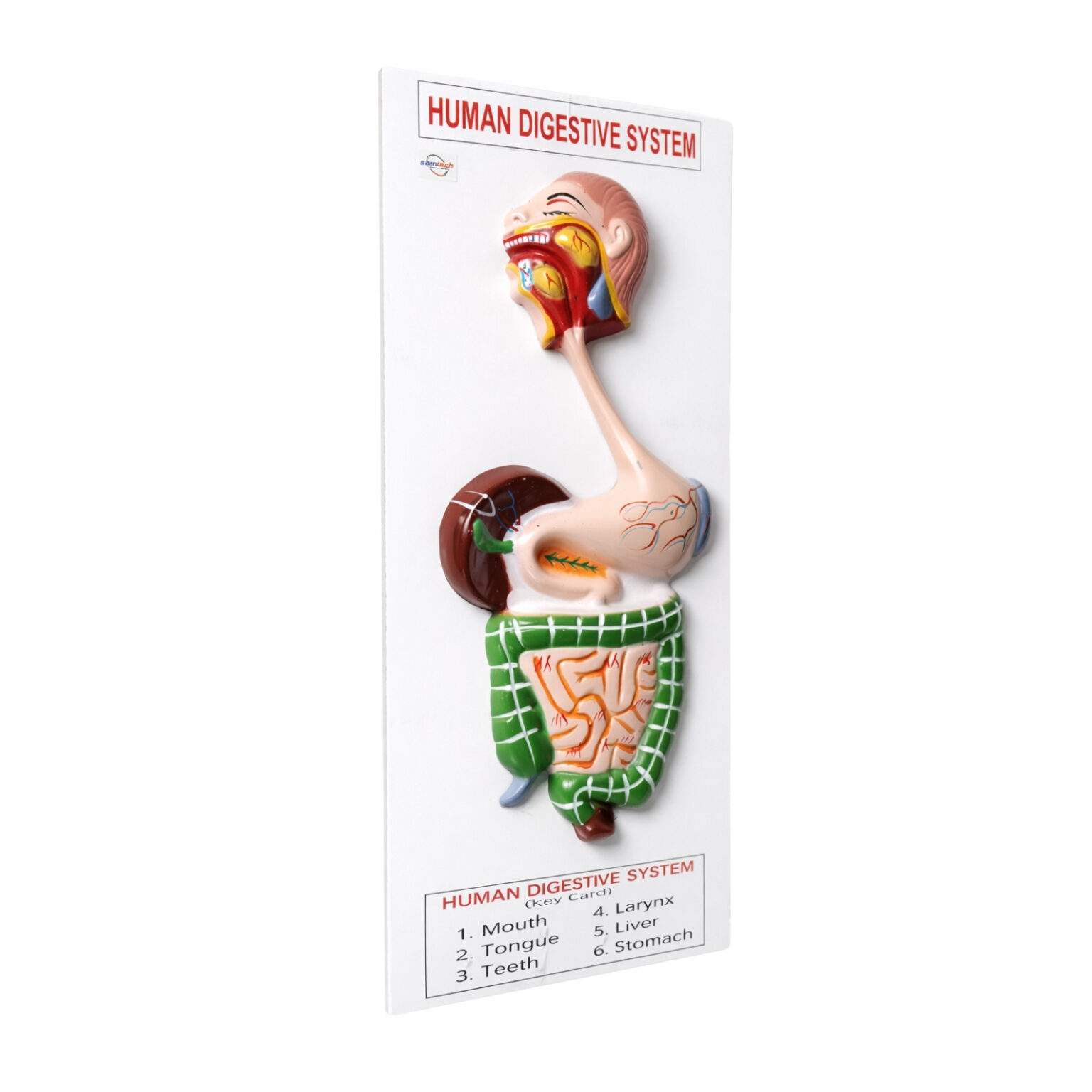Human Digestive System Model at ₹325 | Manufacturers in Ambala
