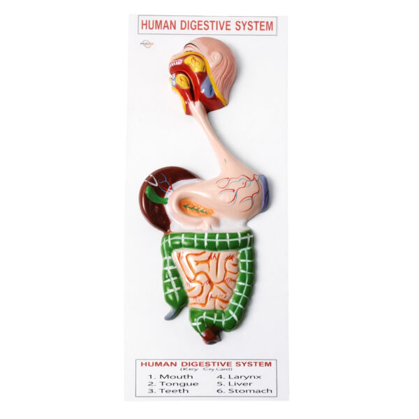 Human digestive system model manufacturer