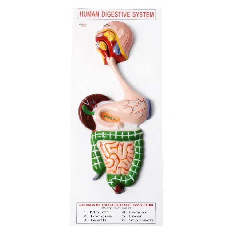 Human digestive system model manufacturer
