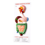 Human digestive system model manufacturer
