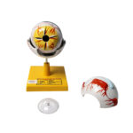 human eye model manufacturer