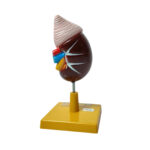 human kidney model manufacturer