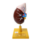 human kidney model manufacturer