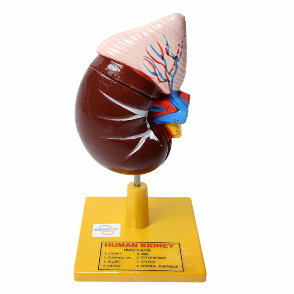 human kidney model manufacturer