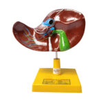 Human liver model manufacturer