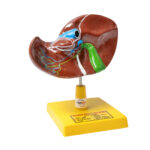 Human liver model manufacturer