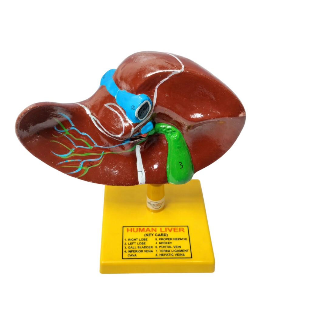 Human liver model manufacturer