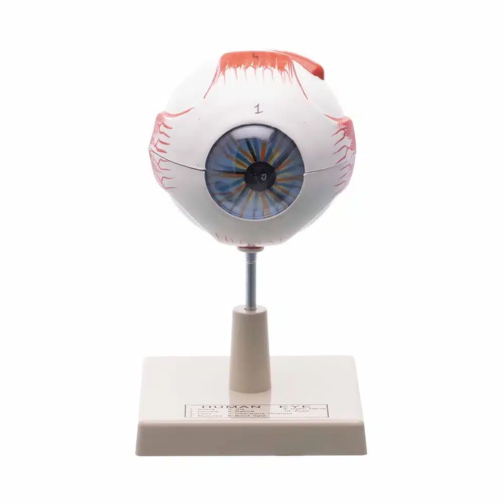 Human Eye Model