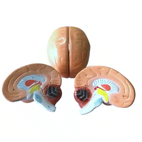 Human Brain Model