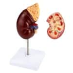 Human Kidney Model