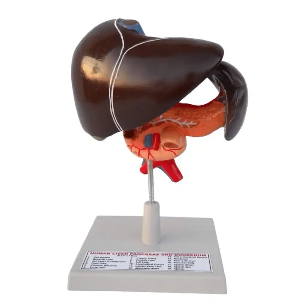 Human Liver Model