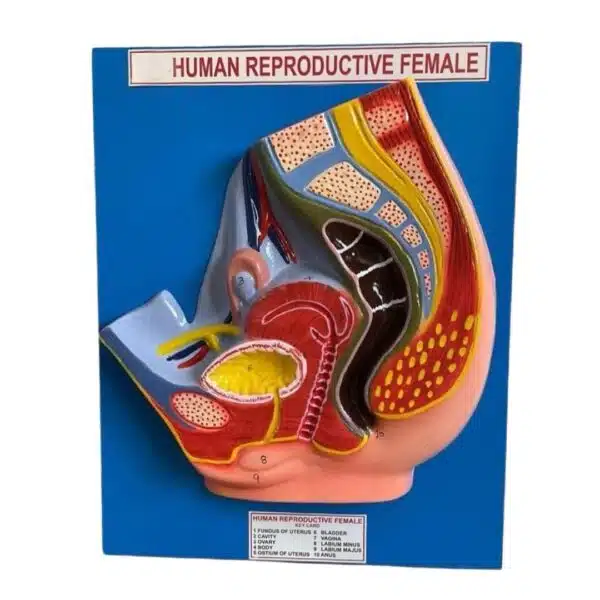 Female Reproductive Model