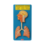 Respiratory System Model manufacurer in ambala