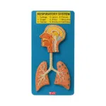 Respiratory System Model manufacurer in ambala