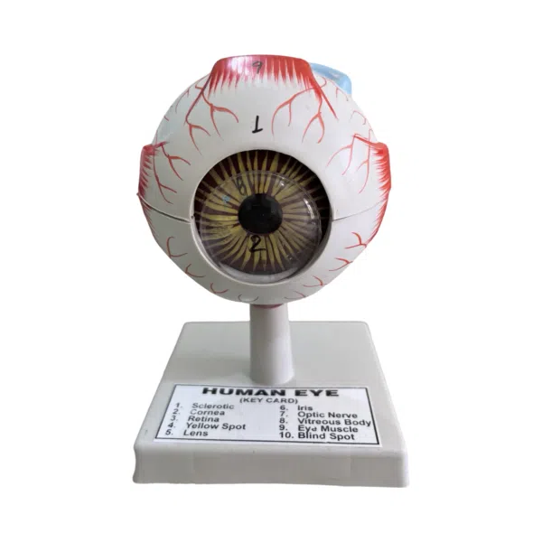 human eye model