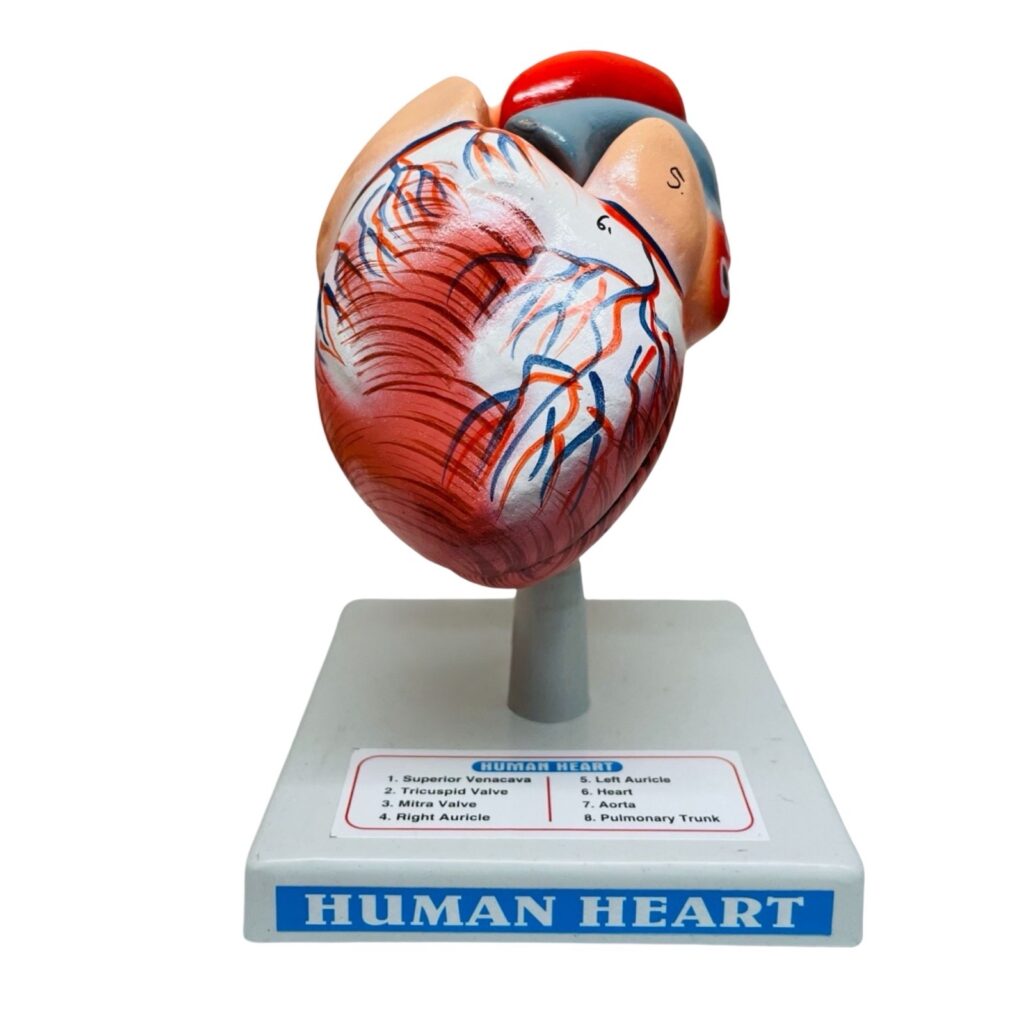 Human Heart Model