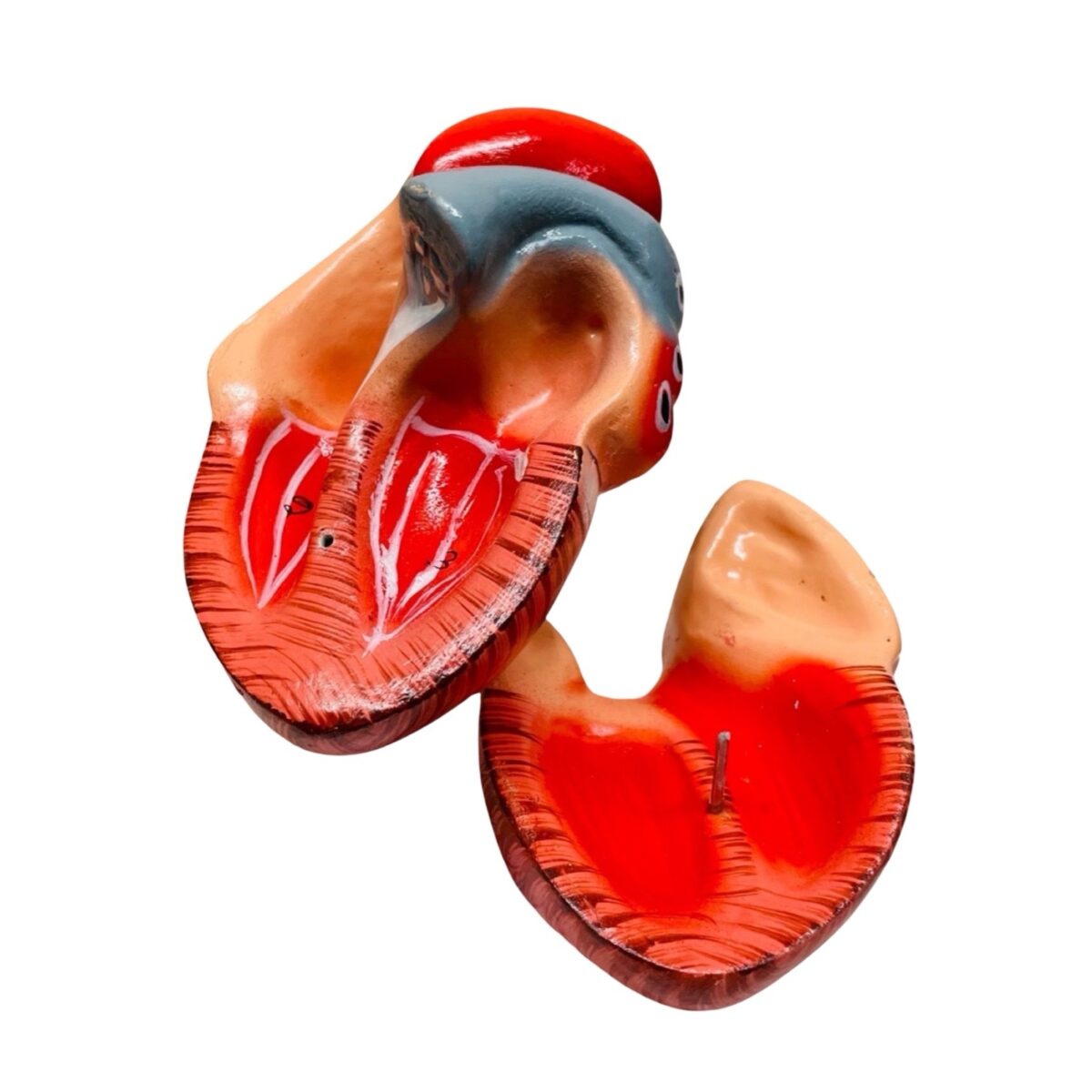 Human Heart Model