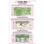 T.S. Leaf Dicot Chart