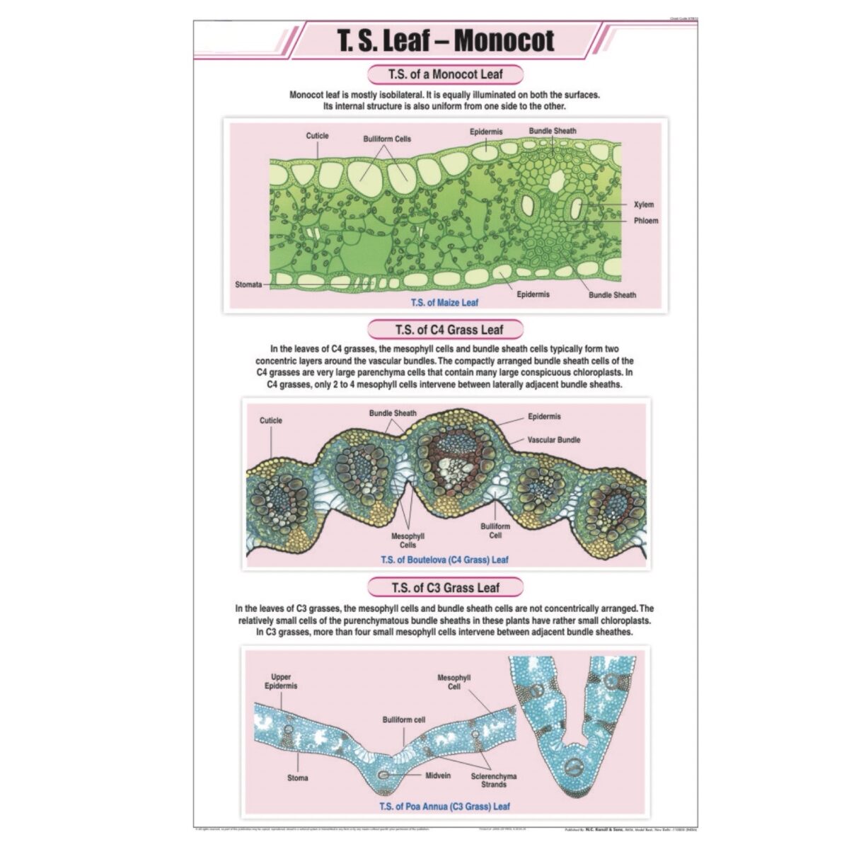 T.S. Leaf Monocot Chart