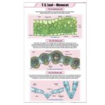 T.S. Leaf Monocot Chart