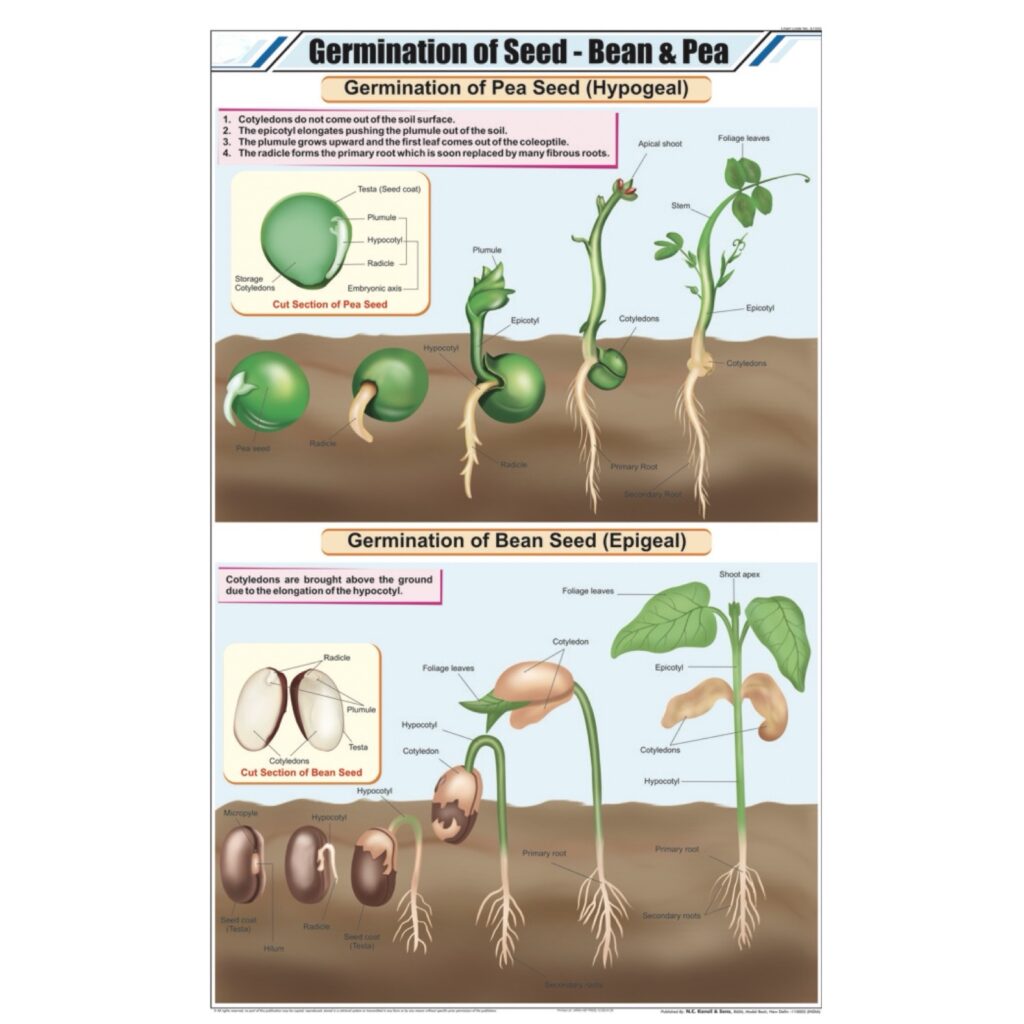 Germination of Seed Chart