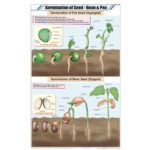 Germination of Seed Chart