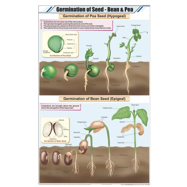 Germination of Seed Chart