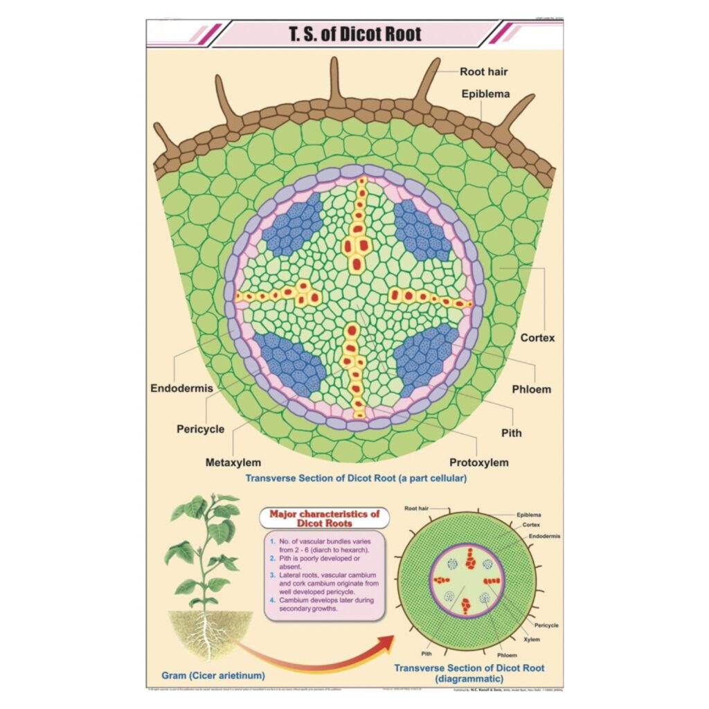 T.S Root Dicot Chart