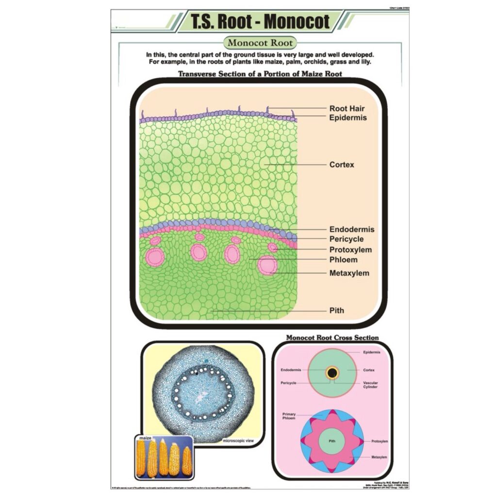 T.S Root Monocot Chart