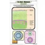 T.S Root Monocot Chart