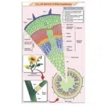 T.S Stem Dicot Chart