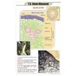 T.S Stem Monocot Chart