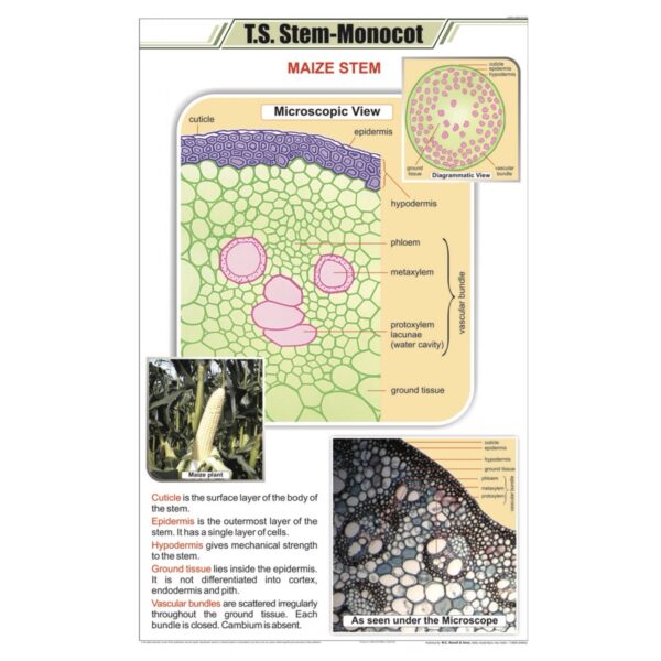 T.S Stem Monocot Chart