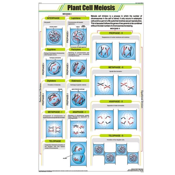 Plant Cell Meiosis Chart