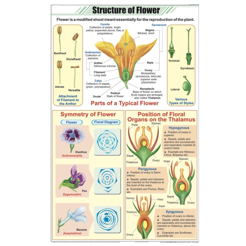 Structutre of Flower Chart