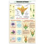 Structutre of Flower Chart