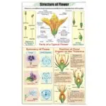 Structutre of Flower Chart