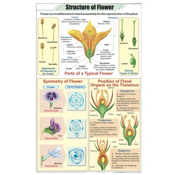 Structutre of Flower Chart