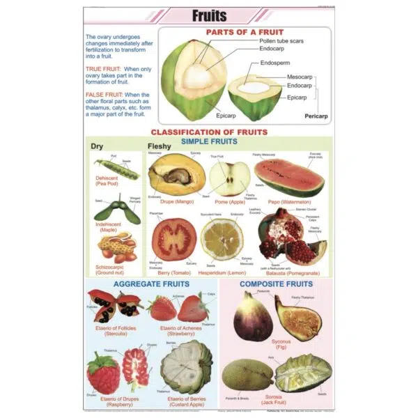 Fruits and Their Classification Chart