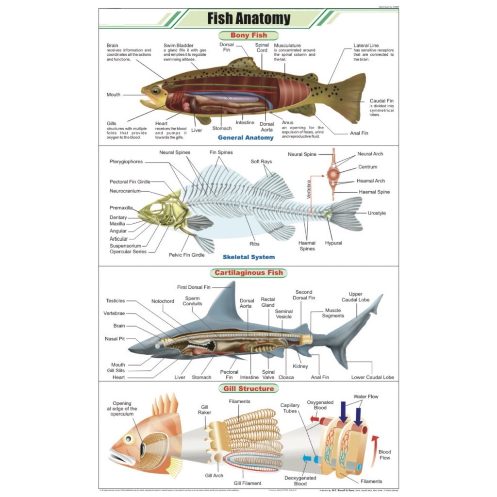 Fish Anatomy Chart