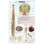 Hookworm Chart