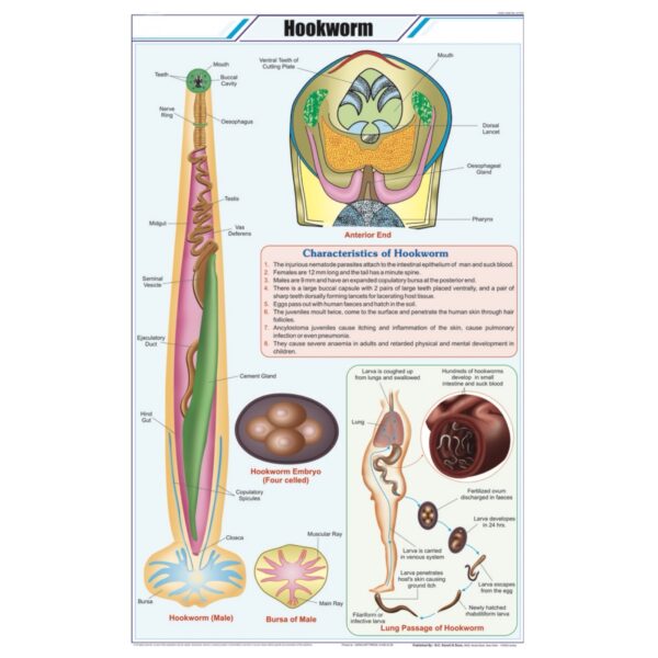 Hookworm Chart